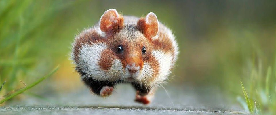 The image (by Julian Rad) of a wild hamster. Australia, Oceania - World Insurance Companies Logos