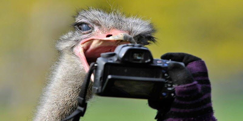 Picture shows a photograph of an ostrich at ZSL Whipsnade Zoo. UK, Europe - World Insurance Companies Logos