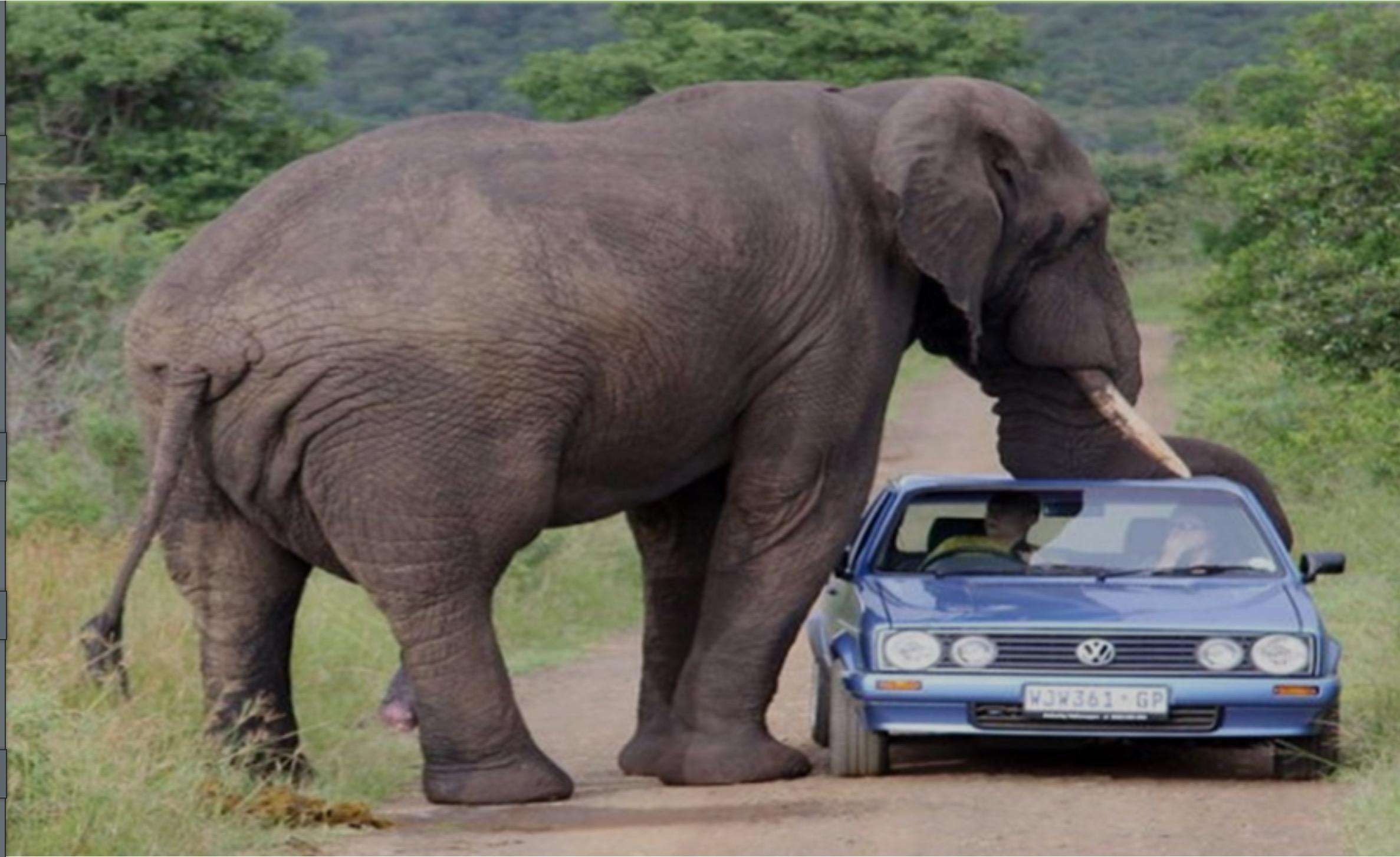The picture shows an African bush elephant whose trunk rests on a car. African Insurance - World insurance Companies Logos