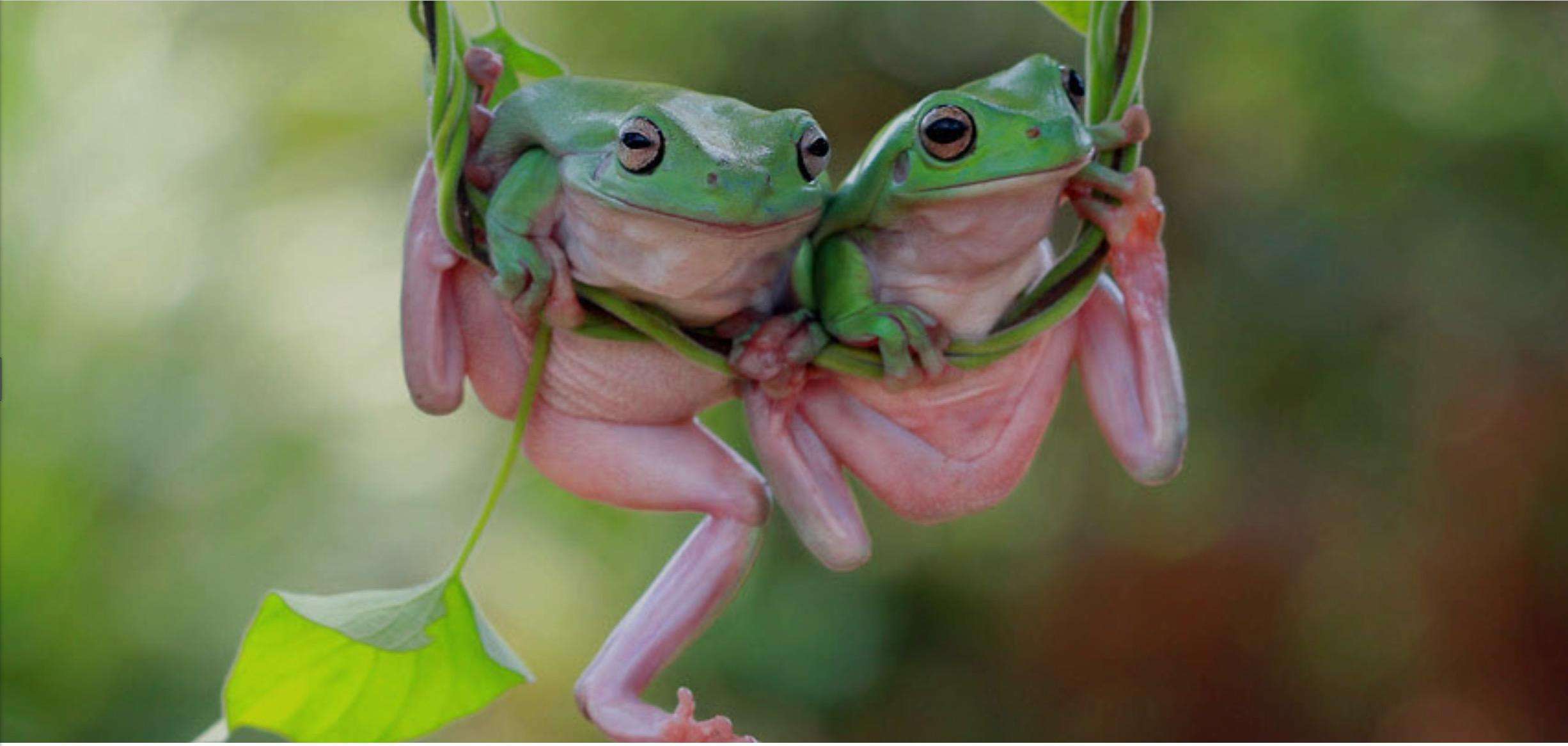The picture shows a pair of arborescent frogs - Asian Insurance - World Insurance Companies Logos