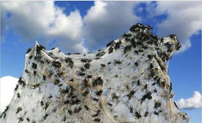 The image shows Spider Swarm Photograph.