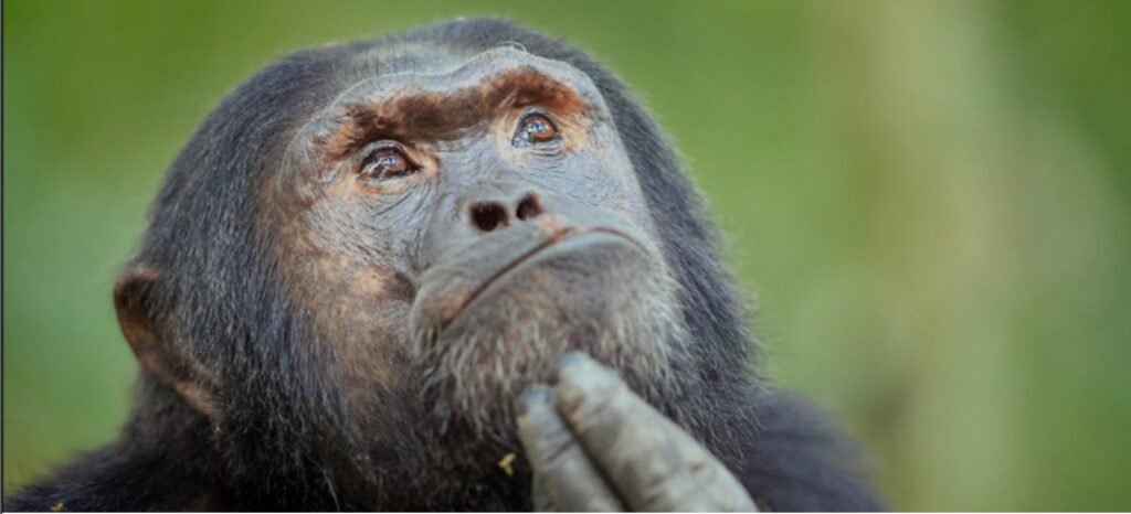 Image: A wild chimpanzee mimics French sculptor Auguste Rodin's famous statue, The Thinker in the Kibale National Park in Uganda, East Africa while the rest of his pals swung around the jungle foraging for food