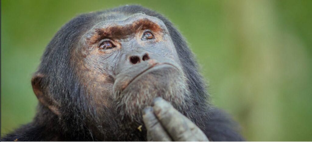 A contemplative chimpanzee strikes a pose reminiscent of Rodin's "The Thinker" while his troop forages in the Kibale National Park.